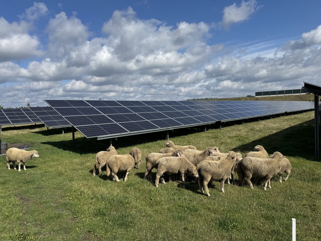 250kW Solar System for 50K in Nowa Wieś, Poland 2